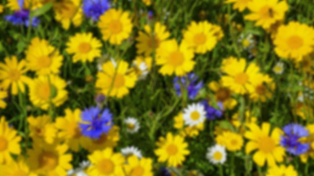 preview_image