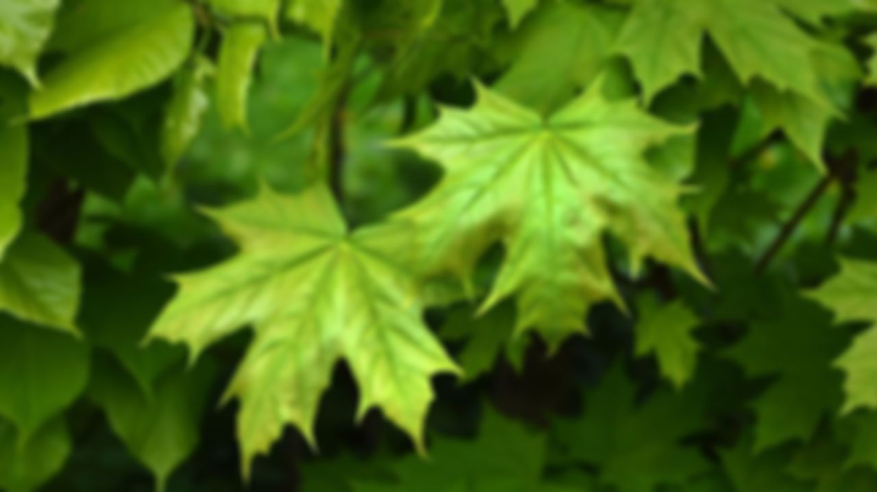 preview_image