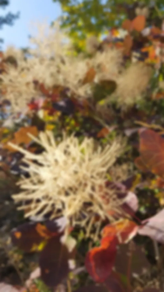 Золотые нити.