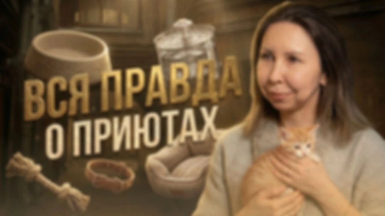 Лёнькин Кот. Экосистема зоозащиты и спасение котиков