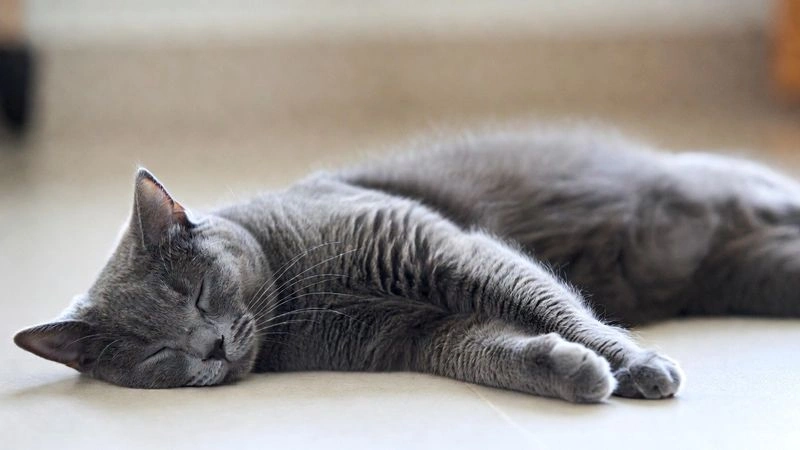 Освободждаем позвоночник, улучшаем координацию. Урок М.Фельденкрайза из цикла «Вечерние занятия в Сан-Франциско» (урок 7, том 2)  [Аудио]