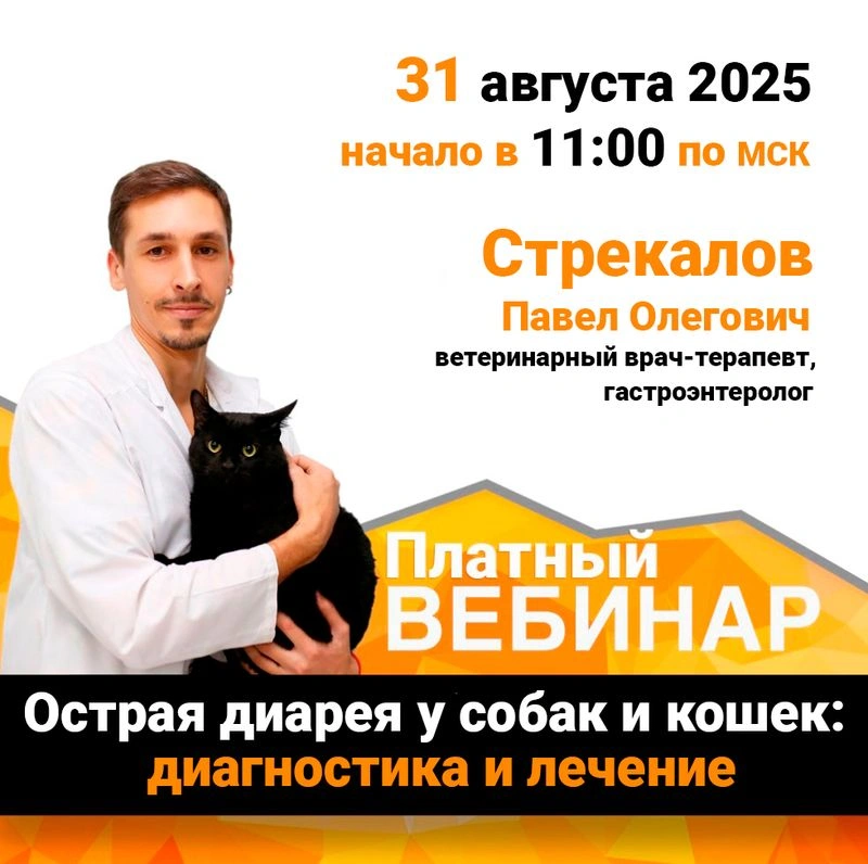 Вебинар — Острая диарея у собак и кошек: диагностика и лечение