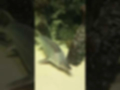 АКВАНАРИУМ I МОСКВАРИУМ I FISH I РЫБА I АКВАРИУМНЫЕ РЫБЫ В АКВАНАРИУМЕ I АКВАРИУМ ЗДОРОВЕННЫЙ ТУТ I