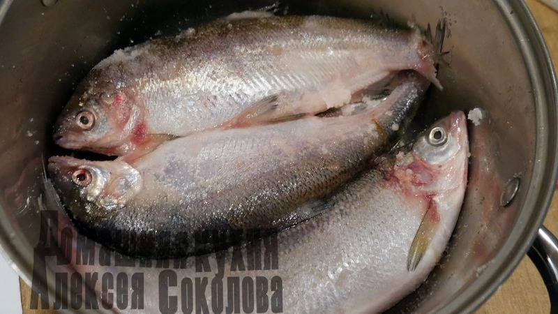 Рыба полусухого посола. Часть первая