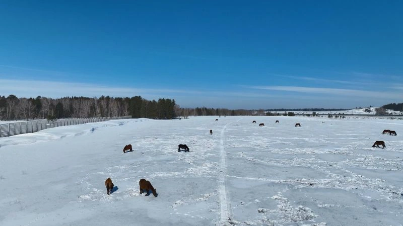 Алтынды (Красный горняк) — Зима — Лошади