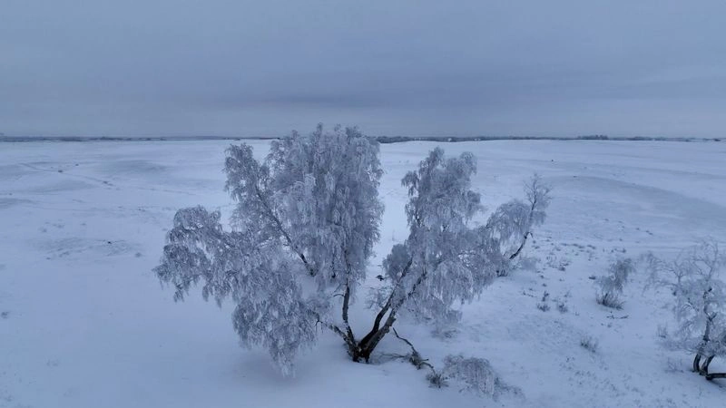 Зимние березы — Херсоновка
