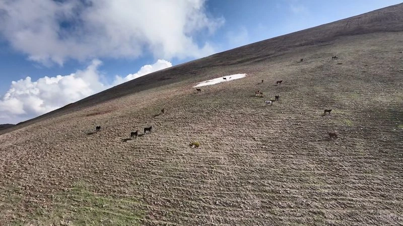 Туркестан — Сайрамское ущелье — Лошади