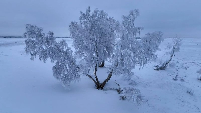 Зимние березы — Херсоновка