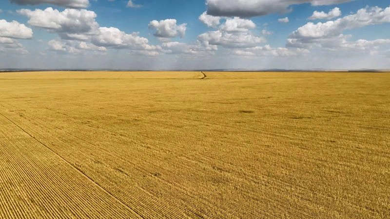 Поле — Урожай