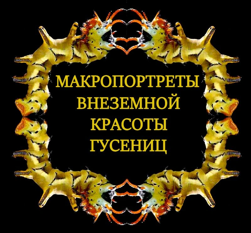 Макропортреты неземной красоты гусениц