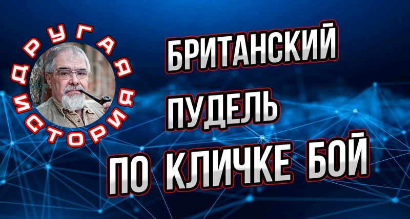 Британский пудель по кличке Бой