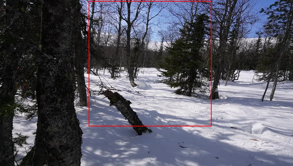 Перевал Дятлова. Видео о поисках дерева-вилки доступно