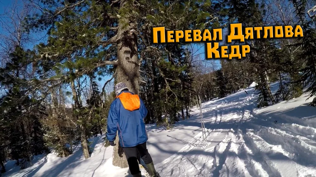 Перевал Дятлова. Кедр 18 марта 2023 на камеру Ольги. Экспедиция март 2023 на перевал Дятлова. Видео для исследователей