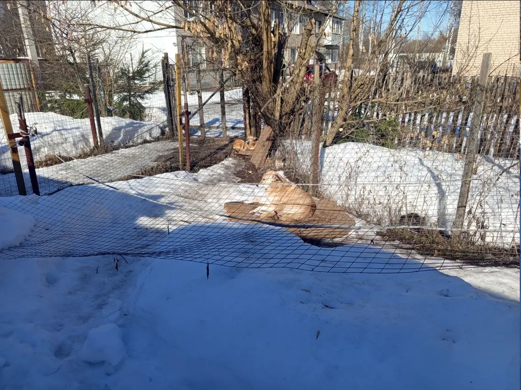 Фотография принадлежит автору статьи. Собаки на солце