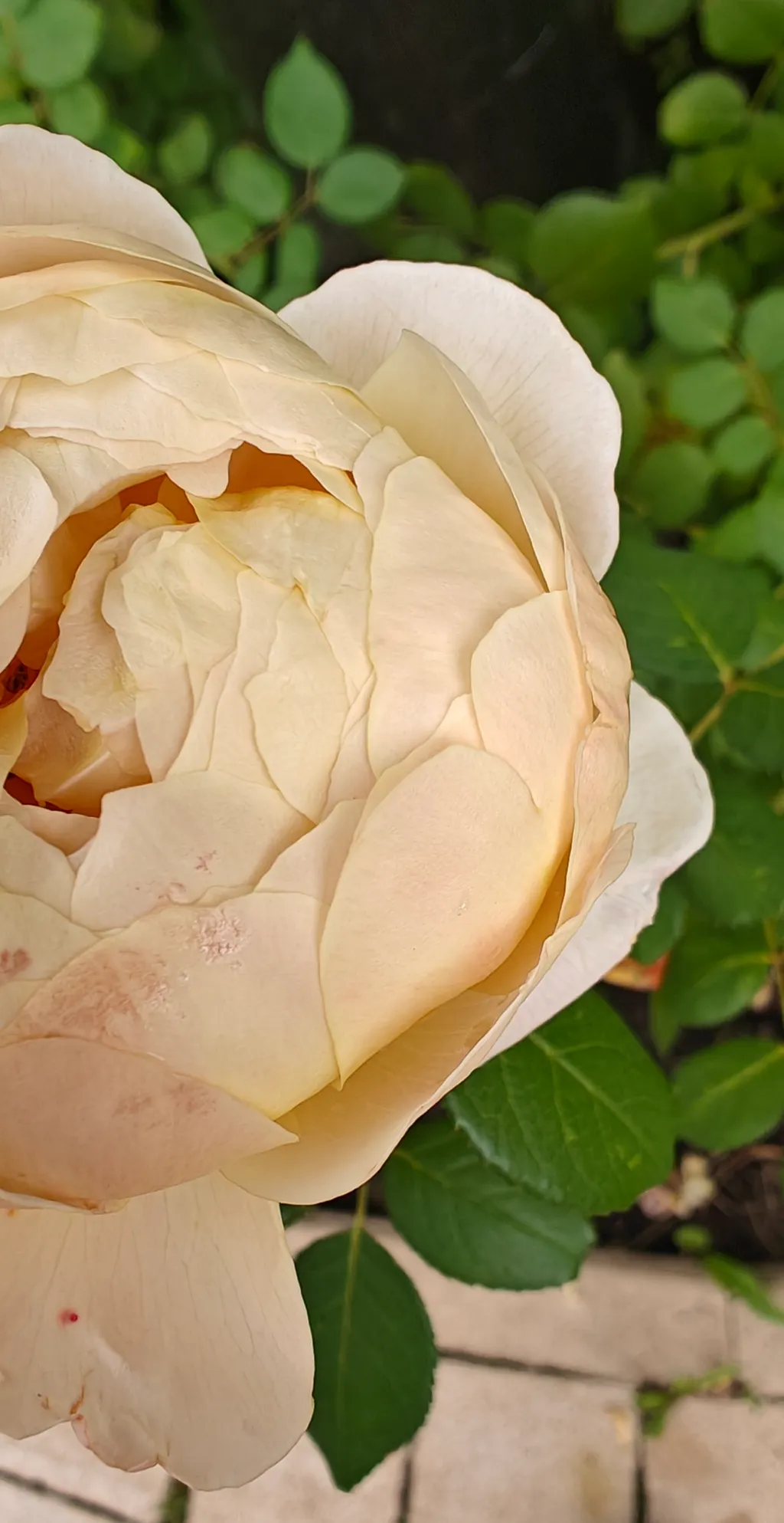 Ароматом зовёт к встрече.