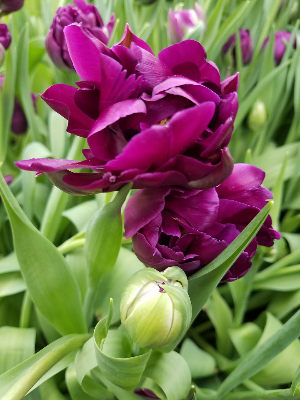 Раскрывайся