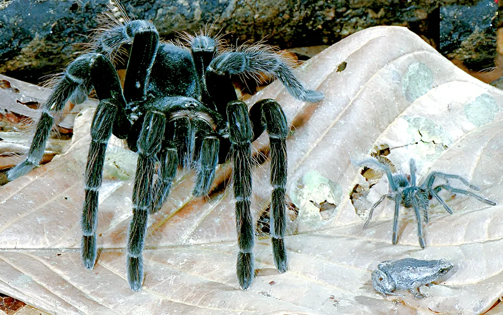 Тарантул охраняет своего друга не хуже своего потомства, фото: fantasticfacts.net