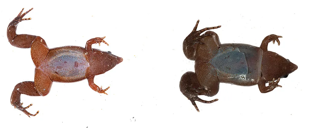 Перуанская лягушка узкорот