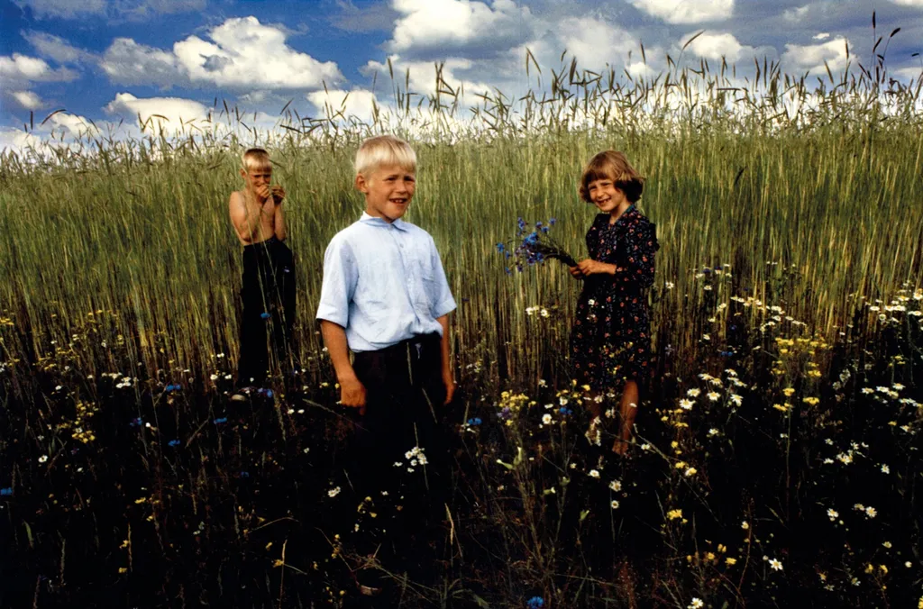 А. Д. Заболоцкий. Ребята Громовы среди васильков и ржи. 1990.