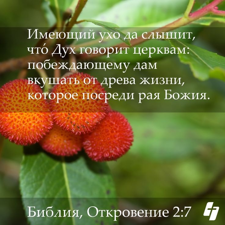 Дерево жизни и вода живая