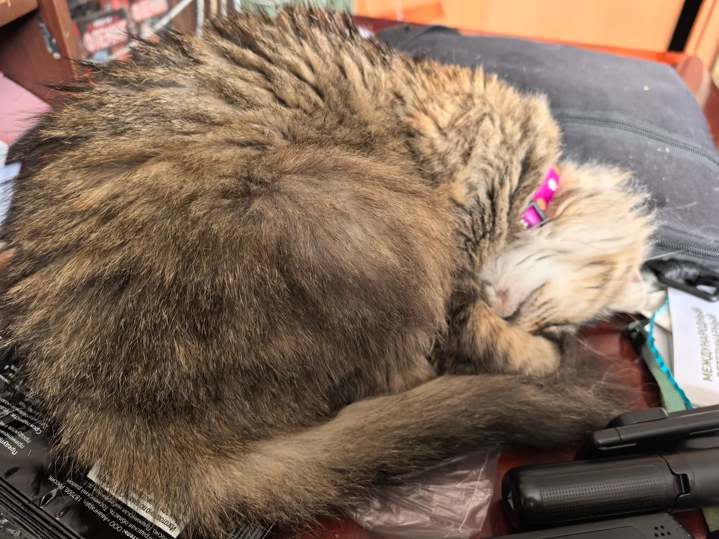 Веста. Само совершенство... Кошка круглой сибирской породы...