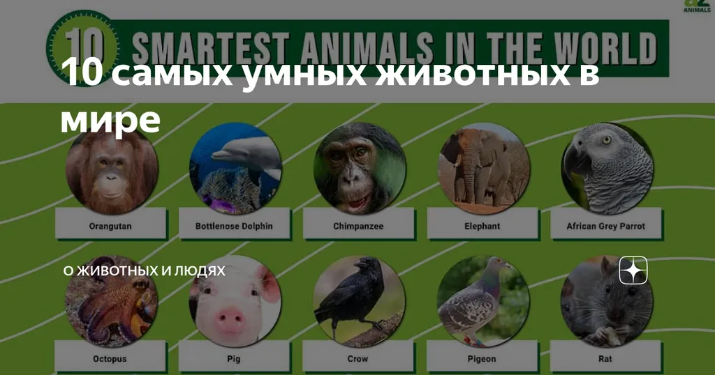 Умных животных немало. Но могут ли они развить разум?