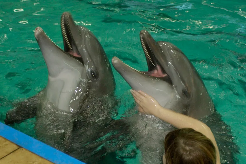 Милые создания, да?