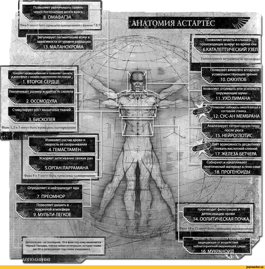 «Занимательная биология», или о регенерации Астартес…