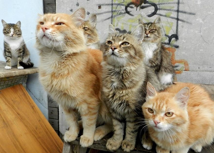 Или, как кошачий прайд...