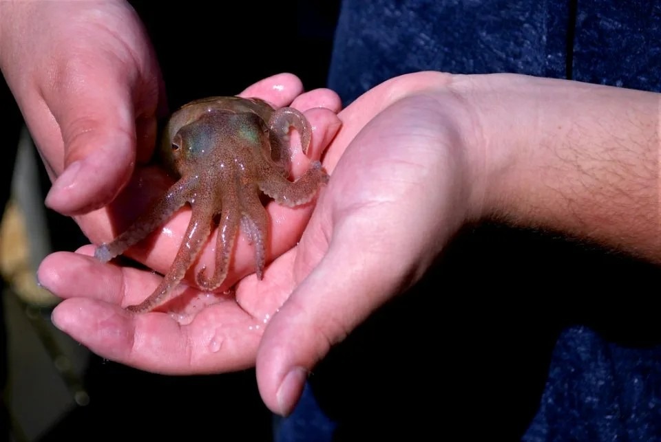 Вот, что-то подобное принесла Парек…