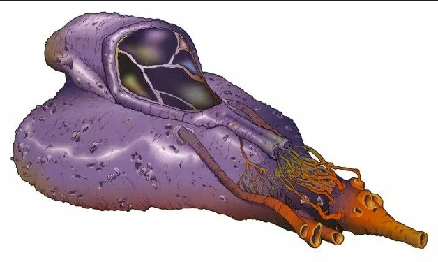 "Живой" истребитель вонгов...
