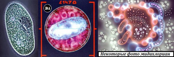 Миихлорианы...