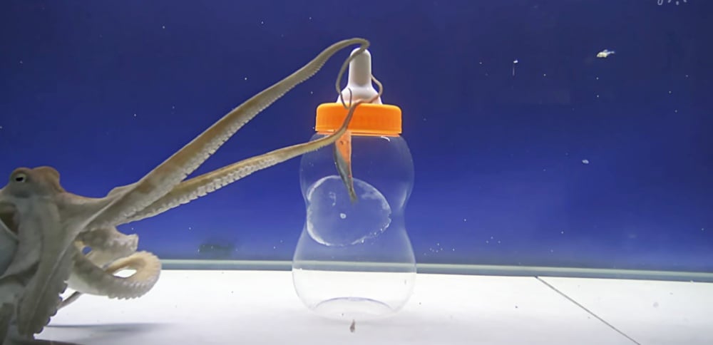 Эти ребята довольно умные...