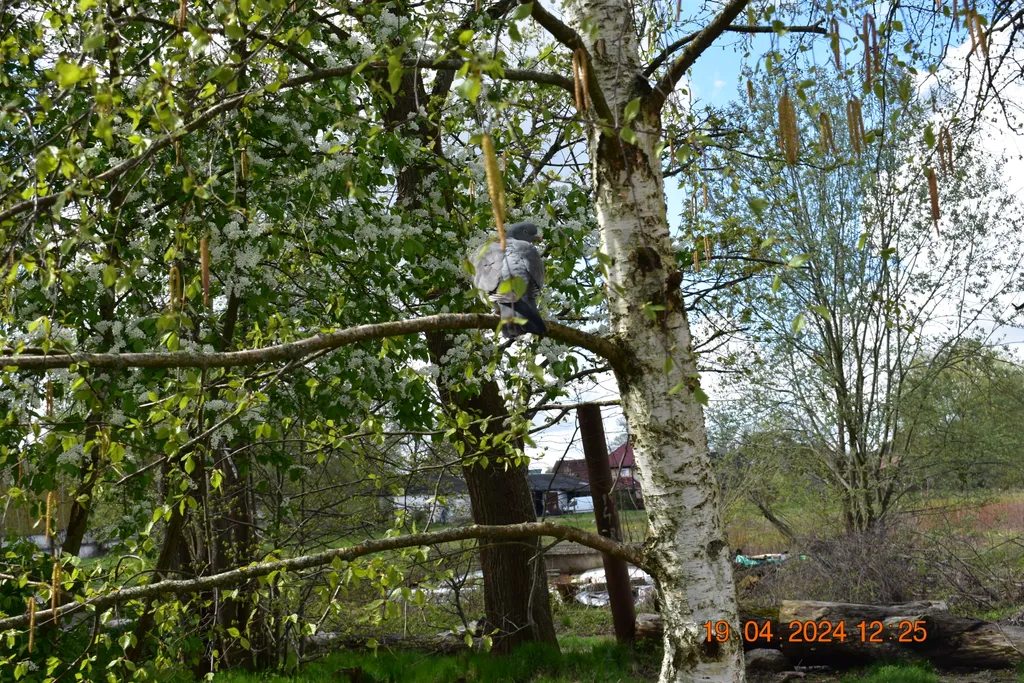 Голубь на берёзе.