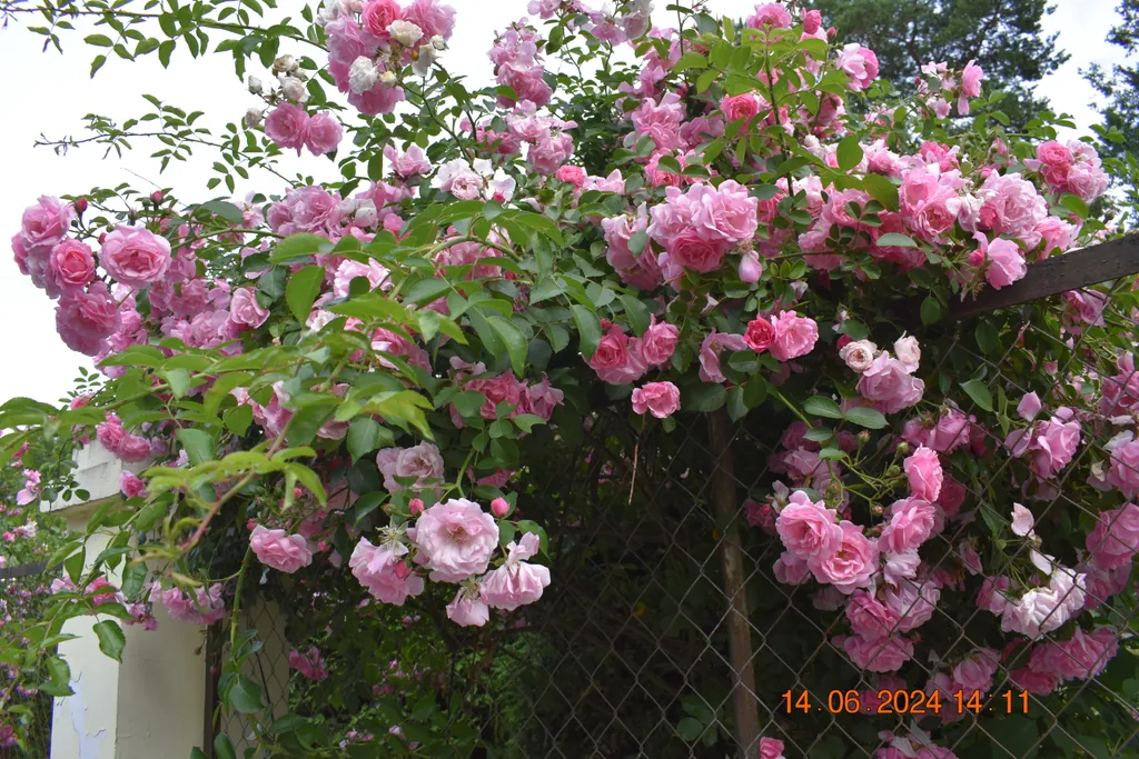 Красивые цветы растут возле храма.