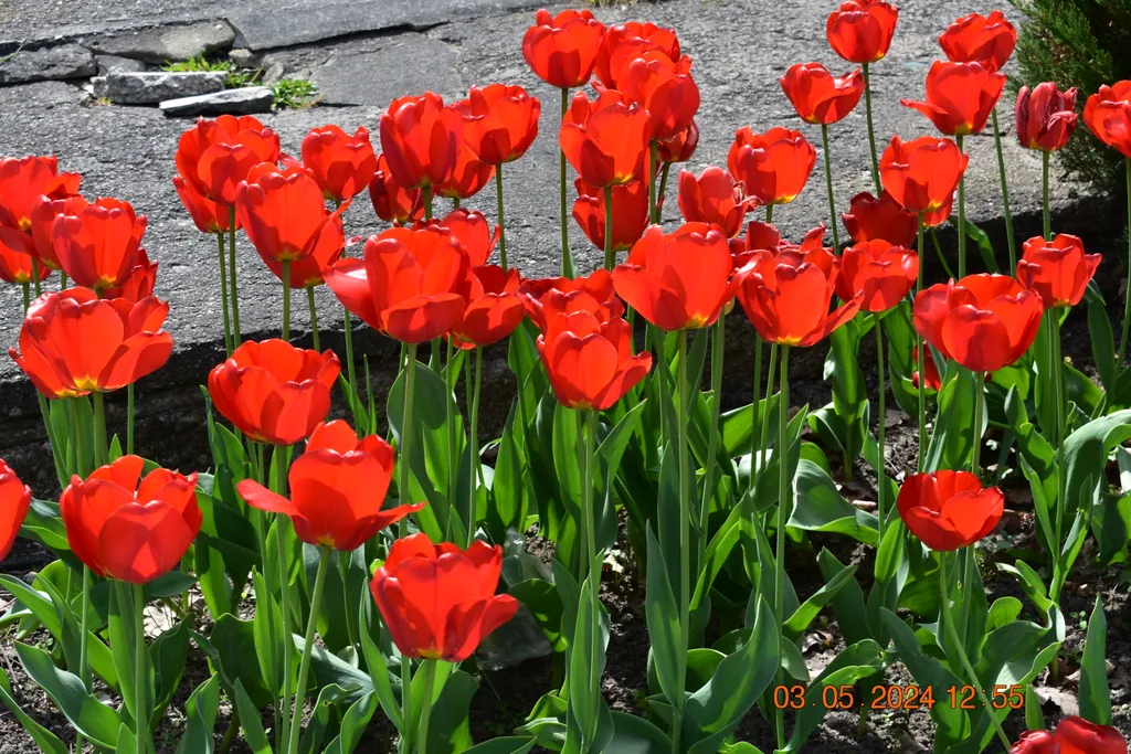 Красные тюльпаны на клумбе.