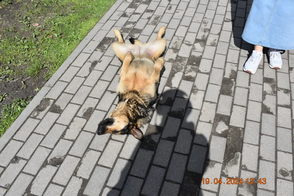 Собака лапами вверх.