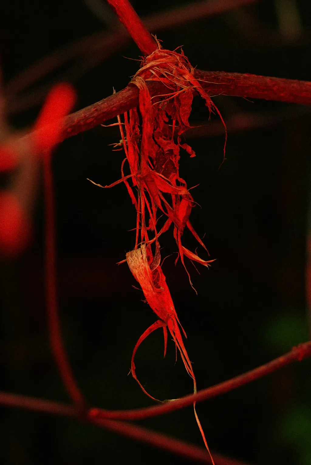 № 260 «Красная серия II».