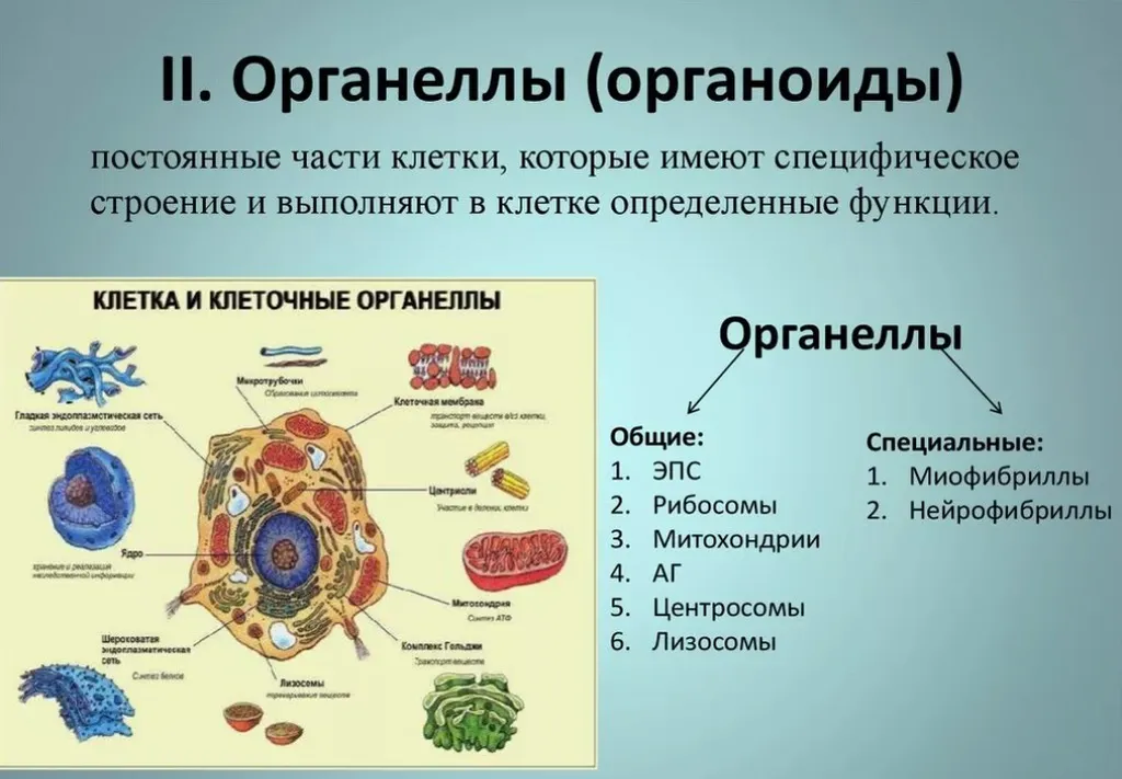 Основная роль митохондрий заключается в преобразовании химической энергии из пищи в форму, пригодную для использования клетками.