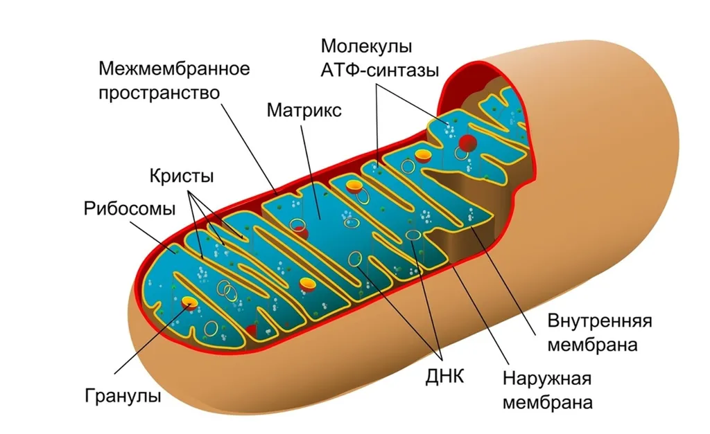 Строение митохондрии
