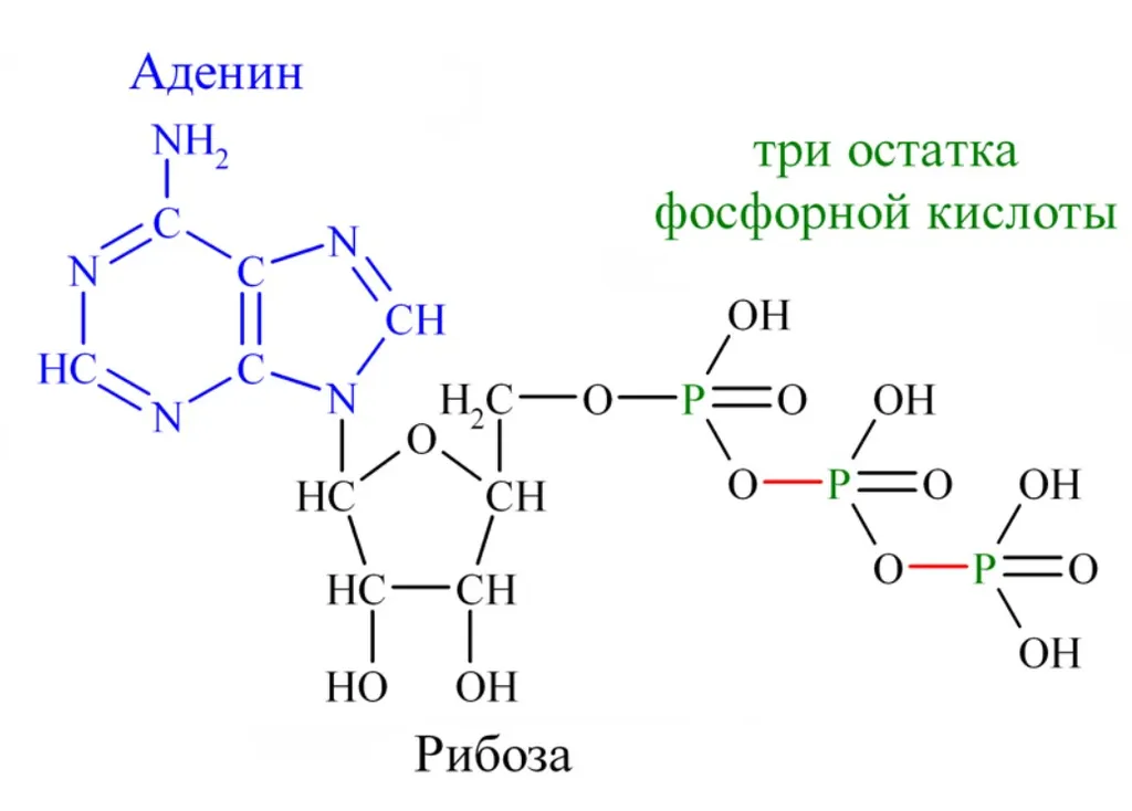 Структура молекулы АТФ. Для извлечения энергии — просто добавь воды.