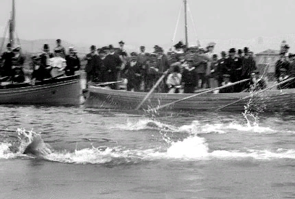 Соревнования по плаванию.