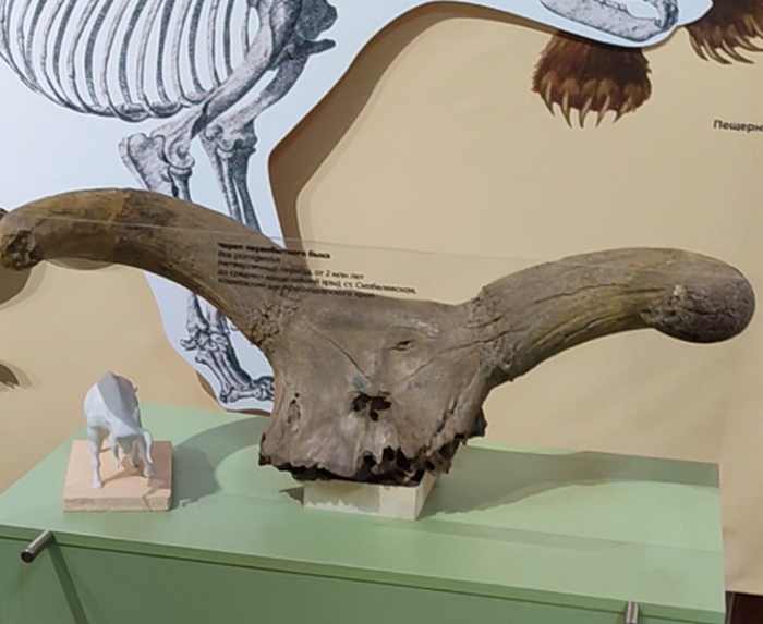 Череп первобытного быка