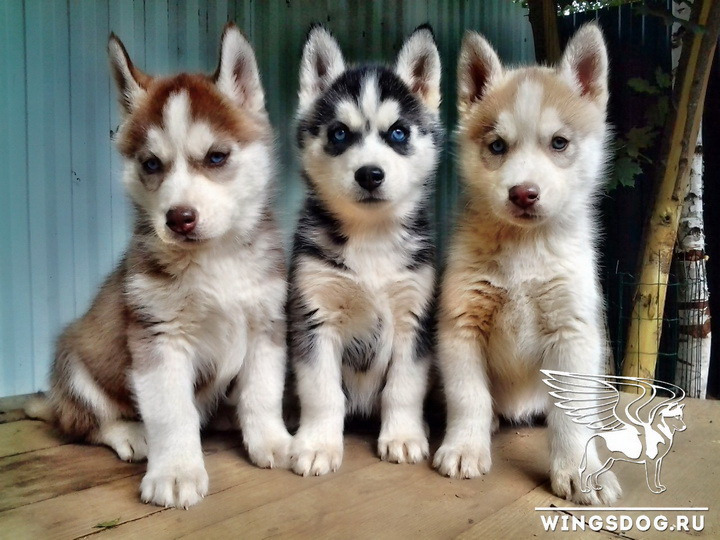 Сибирский Хаски из питомника: Гарантия здоровья и характера вашего будущего друга