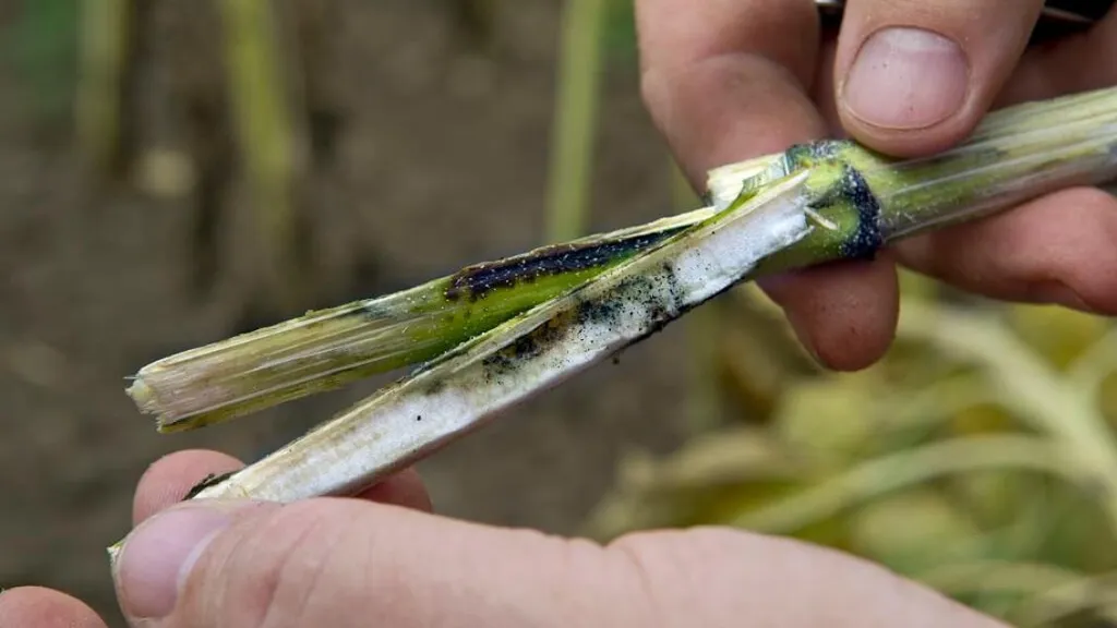 Шипоноска на подсолнечнике: методы борьбы и профилактика