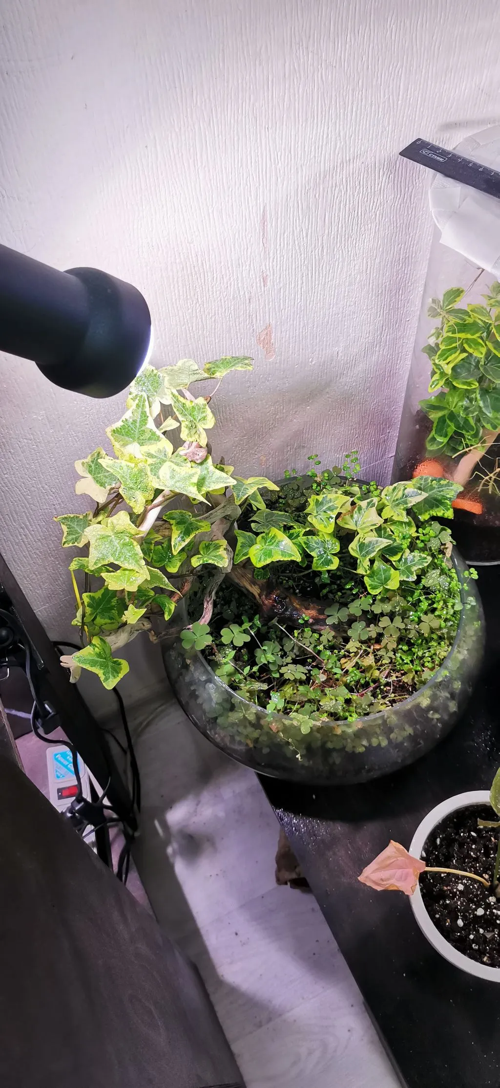 Первая грядка