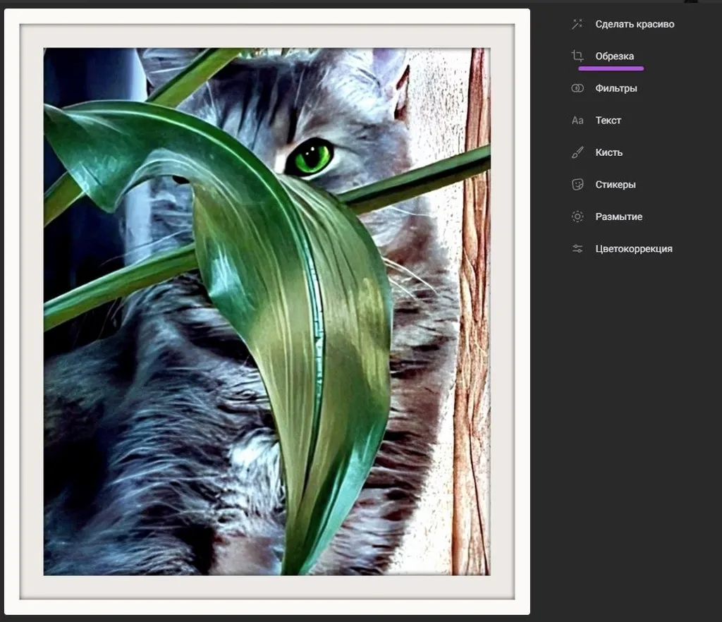 Простая обрезка фотоизображения в редакторе paint.net