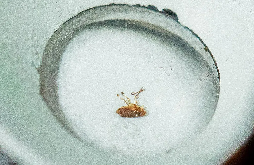 Фото: Александр Бурый - Без подкованной блохи Левше, разумеется, никак не обойтись