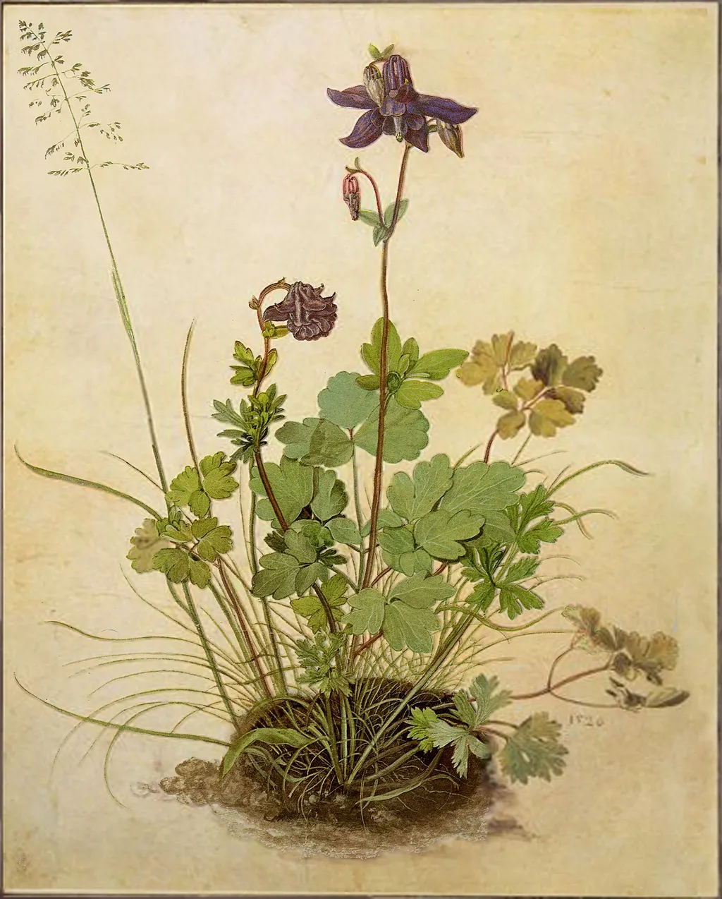 Цветок водосбор Альбрехт Дюрер 1526