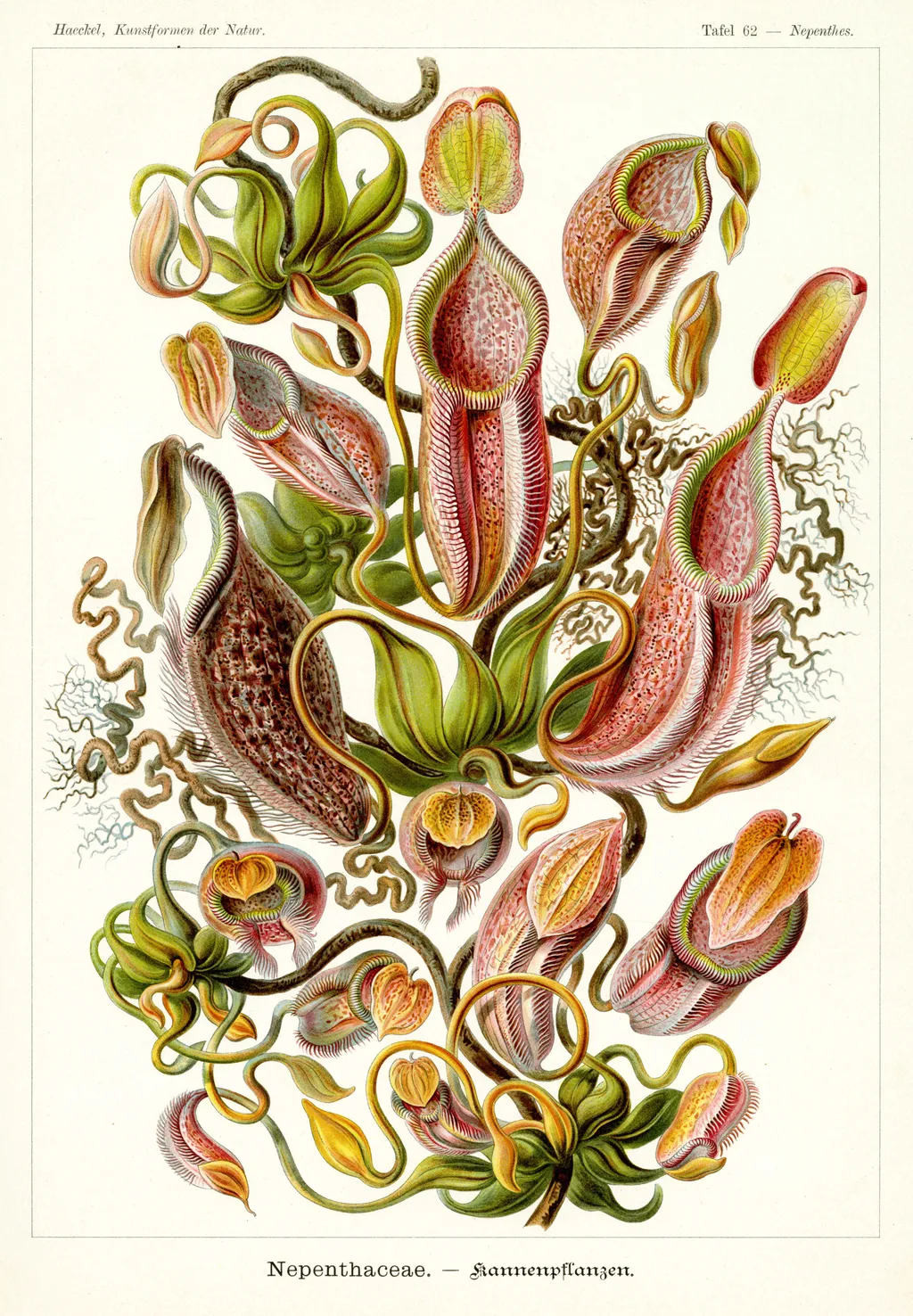 Непентесы (Кувшиночники). «Красота форм в природе»Эрнст Генрих Геккель1904, 32×24.5 см.